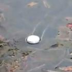 Você sabe o que acontece se você jogar uma pedra de sódio em um lago?
