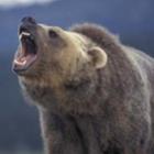 Flagra de ataque de urso na Rússia