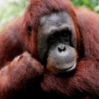A indústria do dendê exterminando orangotangos na Indonésia