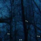 O que realmente acontece na floresta à noite