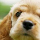 Donos usam terapias ilegais para não sacrificar cães com leishmaniose 