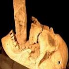 Crânio de vampiro é encontrado com uma estaca na boca