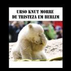  Knut, o urso celebridade, morre de tristeza no Zoo de Berlim