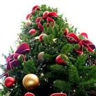 Qual é a origem da árvore de Natal? 