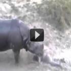 Ataque de rinoceronte