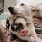 Cão e gato mantêm amizade inusitada com porquinhos no Reino Unido