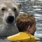 Nadando com Ursos