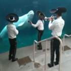 A baleia dançarina (Vídeo)