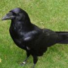 Os corvos e sua espantosa inteligência