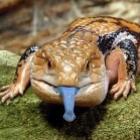 O inesperado lagarto de língua azul