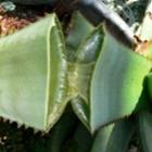 Os benefícios da Aloe vera para a pele
