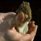 Vídeo de esquilo em slow motion vira hit