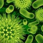 Microorganismos são bons ou ruins?
