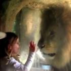 Menina corajosa enfrenta leão