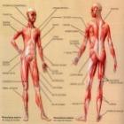 49 curiosidades sobre o corpo humano