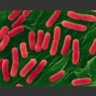 Escherichia coli,a bactéria que está aterrorizando a Europa
