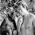 Morre Chita, o chimpanzé inseparável do Tarzan