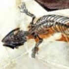 Encontrado o lagarto grávido mais antigo do mundo