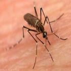 Vacina contra a dengue é testada em Fortaleza