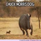 Chuck Norris Dog