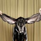 Cão bate recorde com as orelhas mais longas do mundo