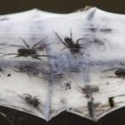 Teia de aranha gigante na Austrália