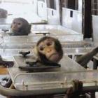 Testes em animais: além de cruel, incentiva o tráfico de fauna