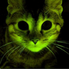 Cientistas criaram gatos que brilham no escuro