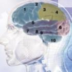 10 funções importantes do cérebro