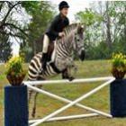 Zebra que pensa que é cavalo mostra talento em prova de obstáculos