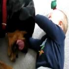 Rottweiler pega o nenem