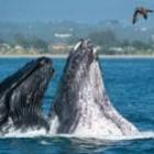 Flagra no mar: Baleias quase engolem surfista