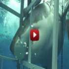 Tubarão Branco ataca gaiola de mergulhador
