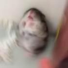 Hamster que finge de morto bomba no Youtube
