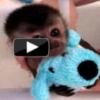 Macaco bebê tomando banho