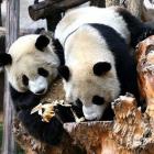 Conhecer China - Top 5 coisas a fazer se visitar Sichuan (China)