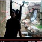 Macaco ninja ataca homem no Zoo...