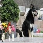  Cão permanece ao lado da sepultura do dono há seis anos 