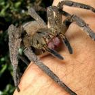 Veneno de aranha brasileira pode ser o novo Viagra