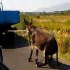 Chocante : Agricultor de 68 anos amarra burro na traseira de caminhão e acelera