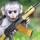 Cuidado: o macaco está solto e armado com uma Ak47