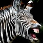 Zebras também podem ser engraçadas
