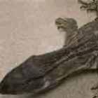Lagarto gigante é encontrado na Califórnia