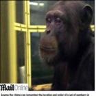 Conheça o chimpanzé capaz de memorizar números mais rápido do que os humanos