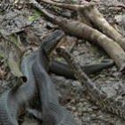 Vídeo mostra duelo mortal entre cobras venenosas