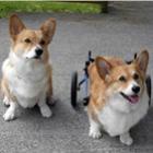 A superação da deficiência física nos cães em belas fotografias