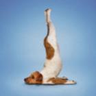O yoga canino