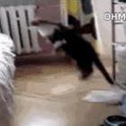 Impossível não rir de ~jump fail~ de gatos