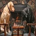 Cachorro jogando Xadrez