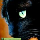 Gato preto não dá azar